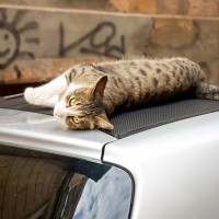 「走行中の車に屋根に猫がしがみついている！」男性が追いかけ、無事猫の救出に成功　米国