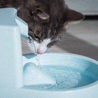 夏場を乗り切るためにも！猫にしっかり『水分補給』をしてもらうアイデア4つ