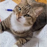 息子が勉強を始めると『何が何でも邪魔しに来る猫』を撮ってみたら…可愛すぎる"妨害工作"が88万再生「かわいいｗ」「目つきが最高ｗｗ」