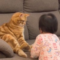 『赤ちゃんにちょっかいをかけられた猫』がとった行動…思わずほっこりしてしまう光景が25万再生の反響「ニヤニヤした」「かわいいね」