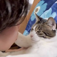 猫が大好きなパパに『キスを迫られた』結果…予想外の反応が面白すぎると6万7000再生「わかるｗ」「楽しんでる姿がｗ」と爆笑の声