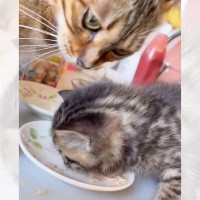 子猫が離乳食を食べていたら…まさかの『母猫乱入』が面白すぎると1万5000再生を突破「お母さんｗ」「ふたりともかわいい」の声