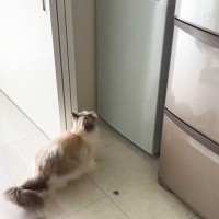 『冷凍庫の上に乗りたい猫』ジャンプする決心がつかなくて…まさかのオチに大爆笑！「可愛すぎて3回見たｗ」「こっち見てくるやんｗｗ」の声