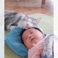 猫と赤ちゃんの『初戯れ』撮ってみた結果…まさかの光景が微笑ましすぎると94万再生「ほんと幸せ」「平和と優しさしかない」の声