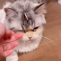 猫を撫でていたら…『まさかの瞬間』が撮れてしまった様子に「50年飼ってたけど初めてみた」「ホントに奇跡」158万再生の大反響