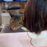 猫は2年前に家をでた娘が帰ってきたら…尊すぎる『再会の光景』に思わず"涙"118万再生「大好きがあふれでてる」「泣けた」