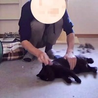 実家にある『猫用のお留守番カメラ』覗き見してみたら…パパと黒猫の『まさかの光景』が25万5000再生「スライム？ｗ」「職人」の声