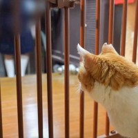 『大好きな姉ちゃんが帰ってこない夜』に猫がとった行動…まさかの『予想外すぎる結末』が73万再生「笑ってしまった」「ツンデレｗ」の声