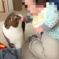 パパ猫が『泣きだした赤ちゃん』を見た結果…優しすぎる『まさかの行動』が38万再生の大反響「まさにイクメン」「健気な姿に感動」の声