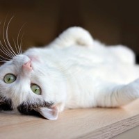 猫の『おヘソ』はどこにある？被毛のなかから見つける探し方や特徴をご紹介！