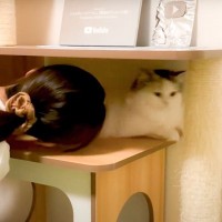 猫吸いをしようと『あの手この手』を使用した結果…まさかの光景が面白すぎると16万5000再生「めげない奥さんｗ」「脱帽ｗ」爆笑の嵐