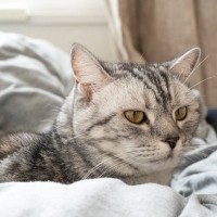 猫が『早く老いてしまう』ダメな飼い方4つと理由　その食事や接し方、本当に大丈夫？