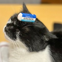 「動じない猫…w」に5.3万件がgood評価♡ネコハラへのイヤガラセはまったく効果なし！