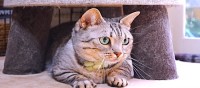 楽しく遊ぶ先輩猫たちを見て遠慮しちゃった後輩猫ちゃん！