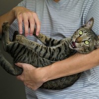 猫に絶対してはいけない『ダメな愛情表現』4つ　愛を感じるどころかストレスに？