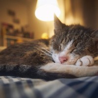 猫の飼い主さんが『後悔しがちな4つのこと』チャンスを逃さずやっておくべきこととは？