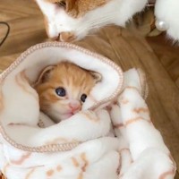 『子猫が眠りにつくまで』を撮影したら…破壊力の高すぎる『寝落ちの瞬間』が107万表示「可愛すぎて昇天しかけた…」「よし、もう皆寝よ！」