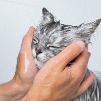 猫はどうしてあんなに水が嫌いなの？愛猫に『水に慣れてもらう方法』3選