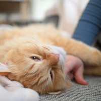 猫が『飼い主さんのそばから離れない』3つの理由　不安なの？対処法もご紹介