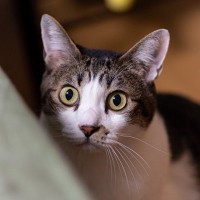 猫を『驚かせてしまう』飼い主の行動4つ　変化や刺激に弱い猫…実はストレスに？