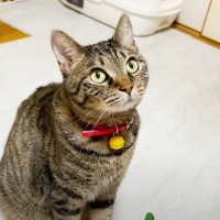 野良猫と家族になって『４年』が経過したら…優しさあふれる『誕生日の様子』に感動する人続出「本当によかった」「元気で長生きしてね」