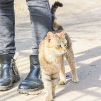 猫が『しっぽでタッチ』してくる理由3選　ソフトに…バシバシと…強さで意味が違う？