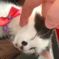 『紙袋に捨てられていた子猫』を保護して数ヶ月後…「先住犬猫」との心温まる光景が微笑ましすぎると反響続々「愛おしい」「本当によかったね」