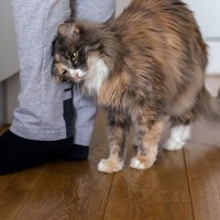 愛猫が飼い主さんにしている『挨拶』サイン4つ　よく見られるシーンもご紹介