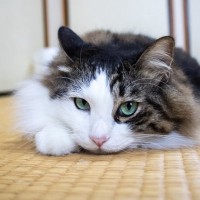 猫との『和室暮らし』をあきらめない！きれいをキープする防護策4選　猫はそもそもなぜ畳が好きなの？