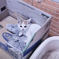 前に保護した子猫と『似ている猫』が捨てられていて…救われた光景に涙する人続出「本当にありがとう」「やさしさが溢れてる」と19万再生