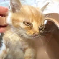 『ひどい風邪で家族と離れてしまった子猫』保護したら…一生懸命生きようとする姿に涙する人続出「元気になってね」「愛情に泣いた」の声