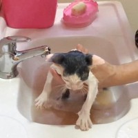 外にいた保護子猫が『初めてのお風呂』に入ったら…汚れが落ちていく様子に感動すると29万4000再生「愛情1000%」「お利口」