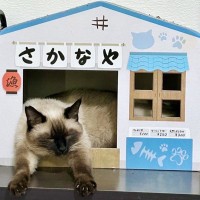 「猫のお魚屋さん」お客さんが来なくてヒマそうな様子が微笑ましい「お買い得はサンマにゃ！」