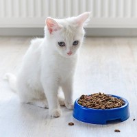 猫が『お皿の外にご飯やおやつを出す』ナゾ行動の理由3つ　食器を気に入ってない？