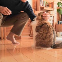 猫がテレワーク中のパパと遊びたくて…『猛アピール』する様子が可愛すぎると43万再生「たいへん尊い」「可愛さに参った」悶絶の声