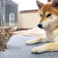 柴犬に怯えていた子猫が…半年後に突然訪れた『予想外の変化』が感動的すぎると53万再生「心が温まる」「自然と涙が…」の声