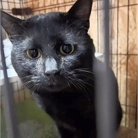 『余命宣告を受けた飼い主』愛猫のために助けを求めて…ママが残した『最後の愛情』に涙がとまらないと46万再生「涙が…」「どうか幸せに」