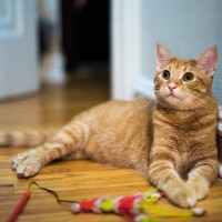 愛猫が『おもちゃで遊ばなくなった』4つのワケ　ただ「飽きた」だけではない場合も？