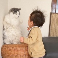 猫が『幼児の弟』にちょっかいをかけられた結果…『タイミングを計る姿』が面白すぎると329万再生「気持ち伝わってきたｗ」「草」