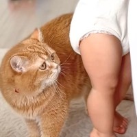 兄猫が泣いてる赤ちゃんに『必殺技』を使った結果…『まさかすぎる効果』が64万再生の大反響「もふもふは正義」「愛が伝わってくる」の声