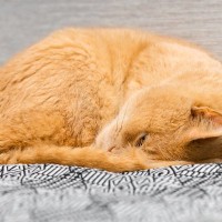 猫が『ぶるぶる震えている』ときの6つの原因　寒さ以外にもさまざまな理由が