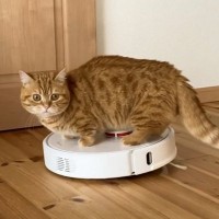 猫が『お掃除ロボ』に乗り続けた結果…見事な"カウンター"を食らう姿が可愛すぎると1万再生「ごまかし方ｗ」「声出して笑ったｗ」