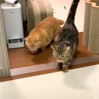 ママがベッドに行こうとすると…猫2匹が見せた『可愛すぎる行動』が17万8000再生「羨ましすぎる」「深めのため息でた」の声