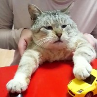 『なにをしても怒らない猫』色んなポーズで撮影した結果…シュールすぎる撮影風景に爆笑！1万3000再生「忍耐力ｗ」「今日1番ワロタｗｗ」