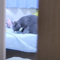 娘がいなくて『大声で鳴く猫』を隠し撮りしていたら…まさかの『バレたときの光景』に爆笑「思春期で草」「ママとの温度差ｗ」と47万再生