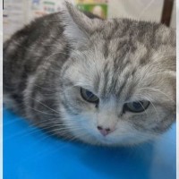 猫を『久しぶりの病院』に連れて行った結果…緊張しすぎた猫の『可愛すぎる反応』に思わず爆笑「よく頑張ったｗ」「聞いたことないｗ」の声