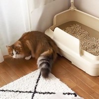 猫に『キャリーバッグ』を見せたら"全力拒否"されて…かわいすぎる『逃走理由』に思わず大爆笑！賢い姿に7千700再生の反響