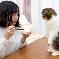 納豆を食べていたら『猫』がきて…まさかの『興味津々な様子』が可愛すぎると49万再生の大反響「初めて見た」「目覚めたｗ」の声