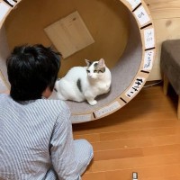 猫が乗っている『キャットホイール』を息子が回していたら…止めたときの『可愛すぎる反応』が77万7000再生の大反響