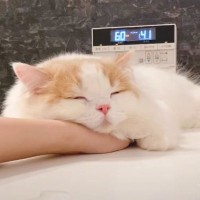 子猫がお風呂で見せた『まさかの行動』とは…思わず笑ってしまう可愛すぎる展開が55万再生「反則ｗｗ」「はじめて聞いた」の声